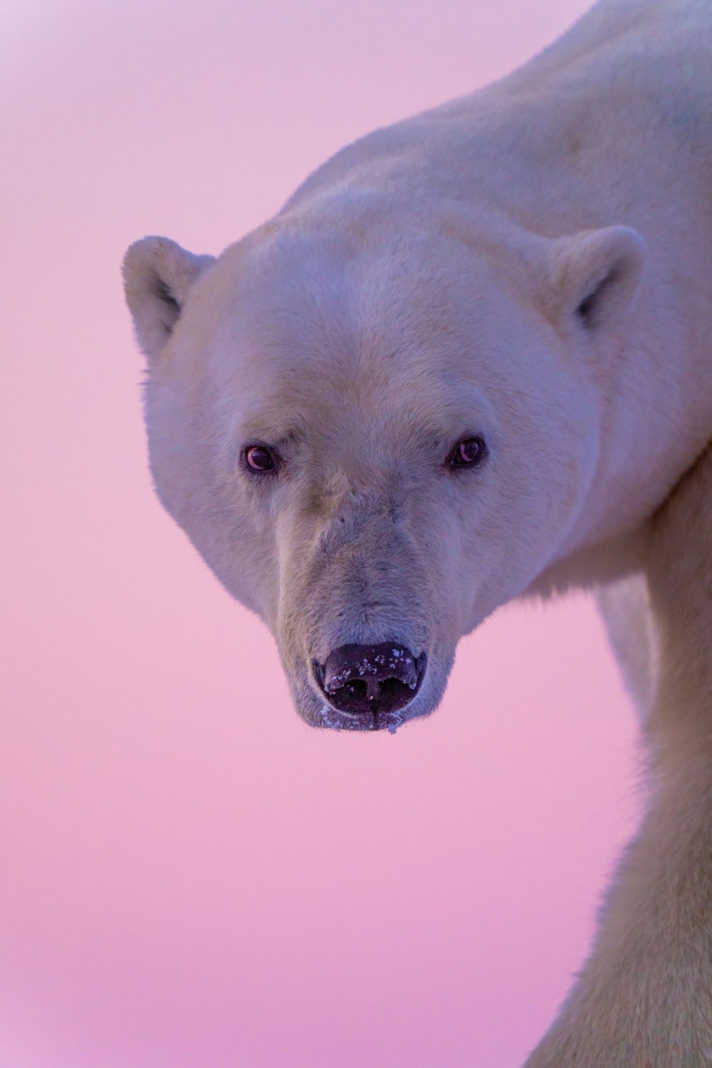 Polar bear heaven — Nick Dale Photography